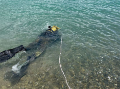 «Добыча» водолазов: что необычного достали с морского дна в Новороссийске 