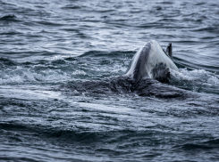 Ограничить рыболовство предложили для спасения дельфинов в Черном море