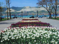 В тюльпаны, металл и анютины глазки  планируют власти «одеть»  Новороссийск