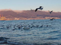 В день орнитолога эколог рассказала о птицах Новороссийска