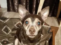 Песик мечтает вернуться домой: в Новороссийске ищут владельцев собаки