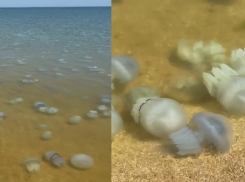 Страх и ужас у берегов Азовского моря: огромные медузы больно жалят туристов