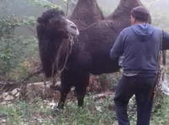 Под Новороссийском потерялся караван верблюдов