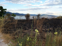 Апокалипсис выходного дня: Прилагунье в Новороссийске горит и вымирает