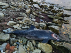 Видео не для слабонервных: недалеко от Новороссийска массово гибнут дельфины