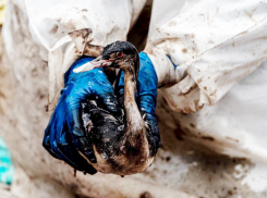 СМИ: «Около 90% спасенных в зоне ЧС птиц погибло». Комментарий Минприроды