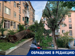 «Спилить! Оно следующее», - в одном из дворов Новороссийска рухнуло дерево