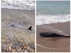 Счет идет на десятки: на берега Черного моря массово выбрасываются дельфины 