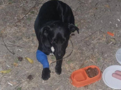 Пятёрочка бродит по Новороссийску с опухшей лапой совсем одна