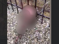 В Новороссийске маленький зверь попал в колючую проволоку