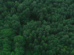 Новороссийское лесничество поздравляет всех работников и ветеранов леса с профессиональным праздником