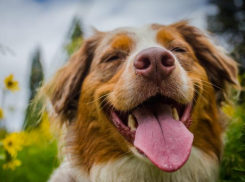 В Новороссийске выберут лучшую собаку России   