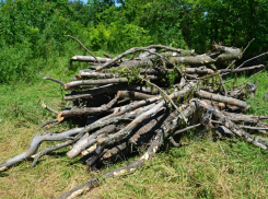 По закону и без вреда природе: о сборе валежника в Новороссийске 