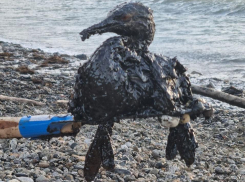 Тысячи птиц пострадали при ЧС в Анапе: как спасают пернатых на Черном море 