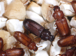Личинки в комплекте: новороссийцев ждут сюрпризы в еде из Евросоюза 
