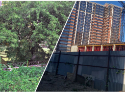 Дубовой рощи нет, понимания, что дальше – тоже: ради чего деревья в Новороссийске пали жертвой тракторов