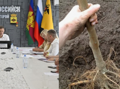 Для улиц Новороссийска закуплено 2,5 тысяч саженцев, а техника «решит вопросы кадров»