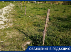 «Сажали с оркестром, а сегодня забыли», - новороссийцы спасают засыхающие деревья