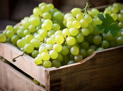 Новая винодельня от экс-владельцев поставщика Минобороны появится в Новороссийске