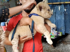 Новороссийск и Геленджик спасают животных от фотографов-живодеров