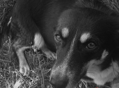 «Мучилась в судорогах», - собаку из Новороссийска безжалостно отравили живодёры 