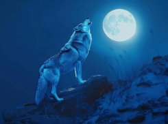 Погода в Новороссийске: сегодня волки взвоют на луну