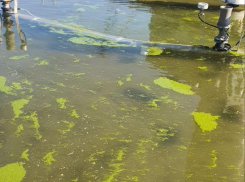 Фонтаны в Новороссийске цветут, пахнут и напоминают большие пепельницы 