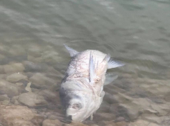 Новороссийцы рассекретили «огромную» рыбу, найденную на горпляже