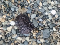 На пляже «Кристалл» заметили мазут и мертвых птиц