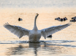 Новороссийцы несут «хлебную смерть» для лебедей и уток