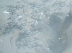 Всё дно в мазуте: ученые показали, как нефтепродукты «прячутся» под слоем песка в Черном море