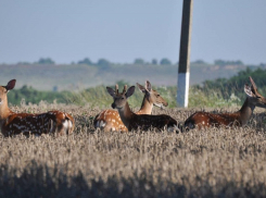 Территория Новороссийска вошла в особо охраняемый природный парк «Маркотх»