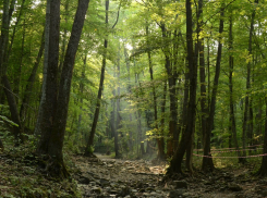 Под Новороссийском появится новая особо охраняемая природная территория