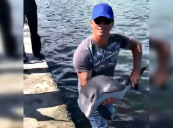 «Рыбаки» выловили дельфинёнка в Новороссийске варварским методом