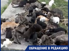 150 кошек: бездомные животные «съедают» пенсию жительницы Новороссийска 