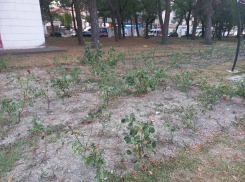 Не поливали и вот результат: кусты роз и деревья засохли в Новороссийске 