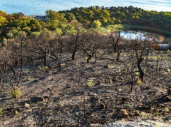 Лес в Дюрсо начали восстанавливать после «мегапожара» 