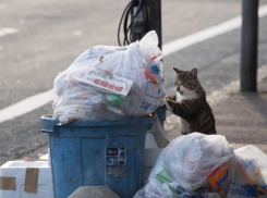 «Грязные истории», или когда в Новороссийск вернётся чистота и свежесть