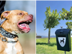 По набережной Новороссийска бегают собаки без намордников и поводков: законно ли это