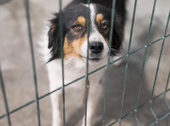 Приюты с усыплением и “административка” за кормление — что предлагают делать с бездомными животными в регионах