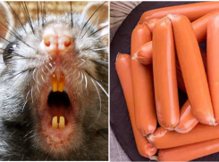 Новороссийцам на заметку: в сосисках известного бренда нашли когти крыс 