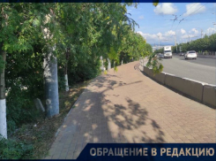 «Лезут прямо в глаза»: Жителю Новороссийска мешают деревья