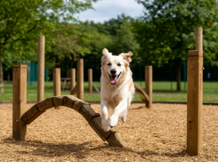 Сочинские собачники требуют мест для выгула: в городе-курорте их нет. А что с этим в Новороссийске