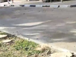 Стало известно, почему срубили деревья в Приморском районе Новороссийска 