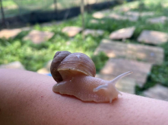 Не пробовали улиток с печенью? Вы не ели улиток!  Где в Новороссийске обитают улитки «Мюллер»