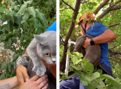 Спрыгнул с десятого этажа: спасатели Новороссийска спасли жизнь коту «десантнику» 