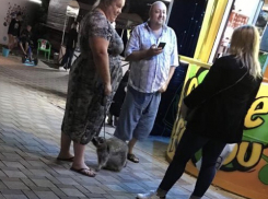 Енота выгуливают, как собаку на поводке в новороссийском парке Фрунзе 