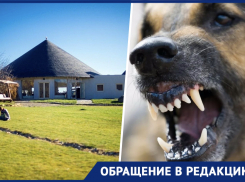 Собака трепала кошку на глазах у всех: жительница Новороссийска об отдыхе в популярном заведении