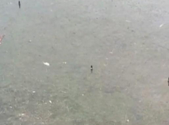 К кому из новороссийцев на стол попадет «мусорная» рыбка