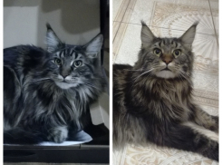 Симба и Серёга - два красавца в конкурсе «Самый красивый кот-2018»
